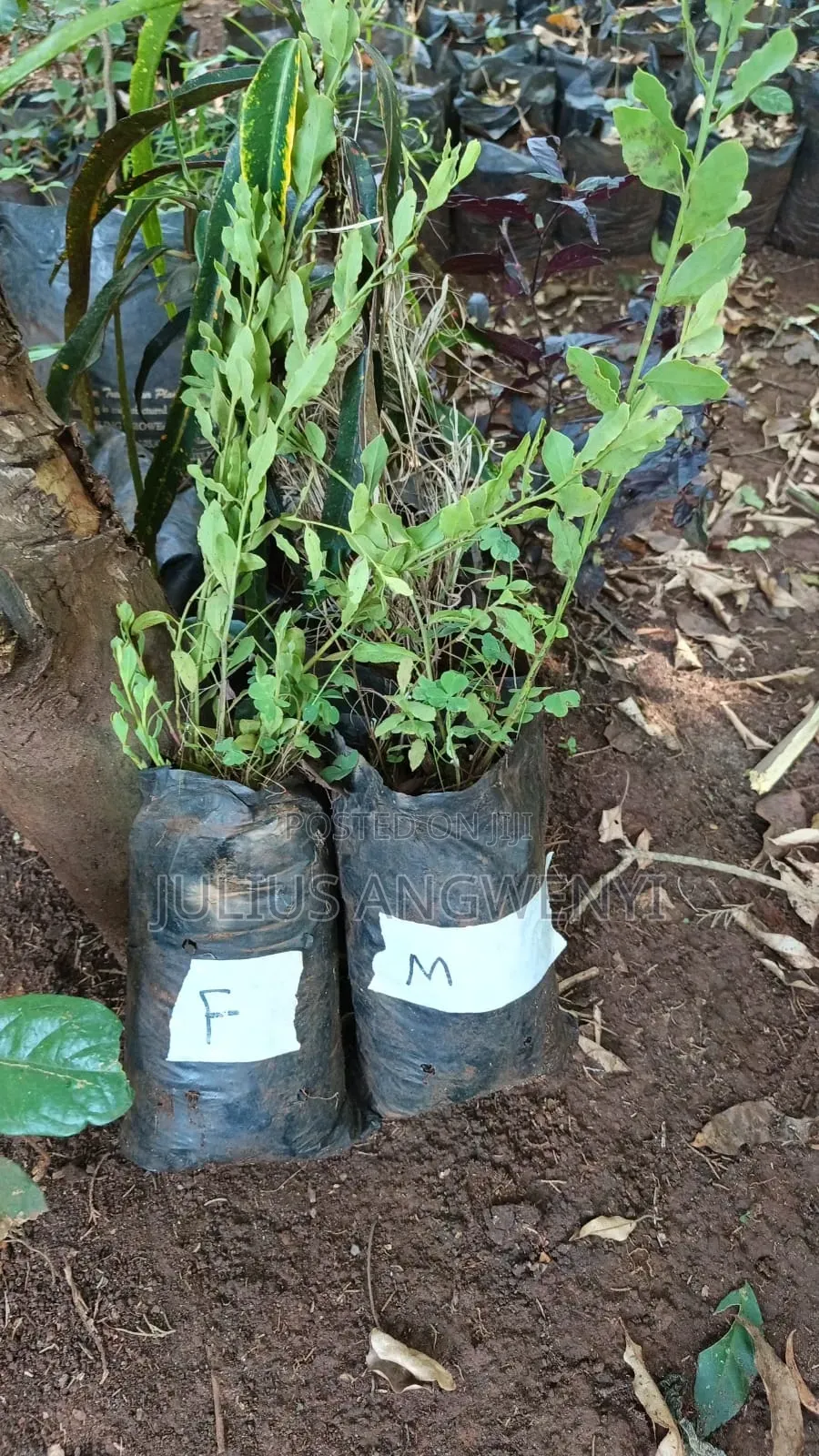 Sandlewoods Seedlings