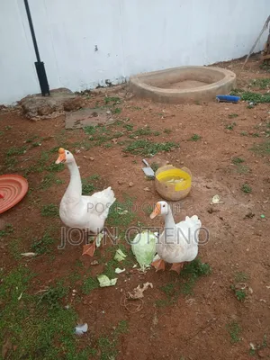 Chinese Goose