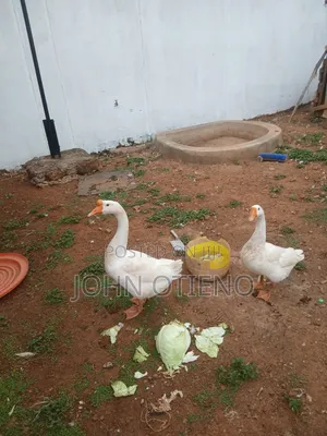 Chinese Goose