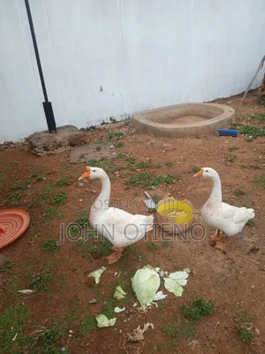 Chinese Goose