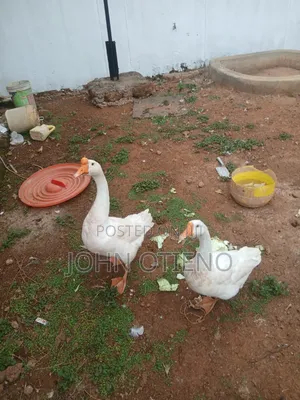 Chinese Goose