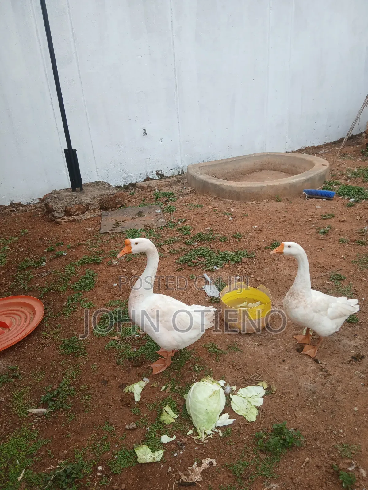 Chinese Goose