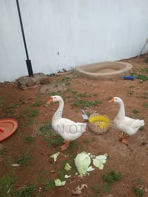 Chinese Goose