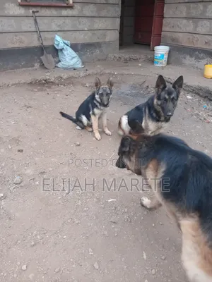 6-12 months Female Purebred German Shepherd