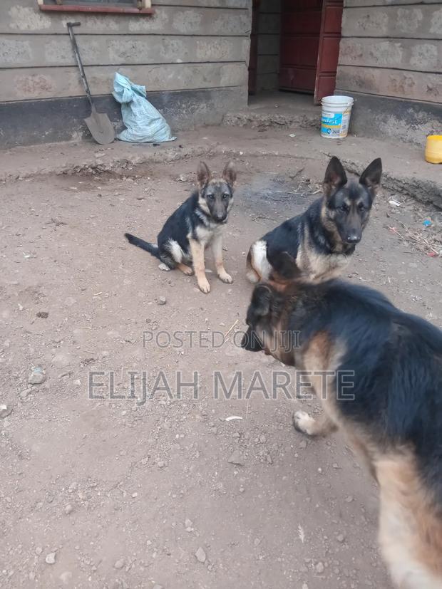 6-12 months Female Purebred German Shepherd