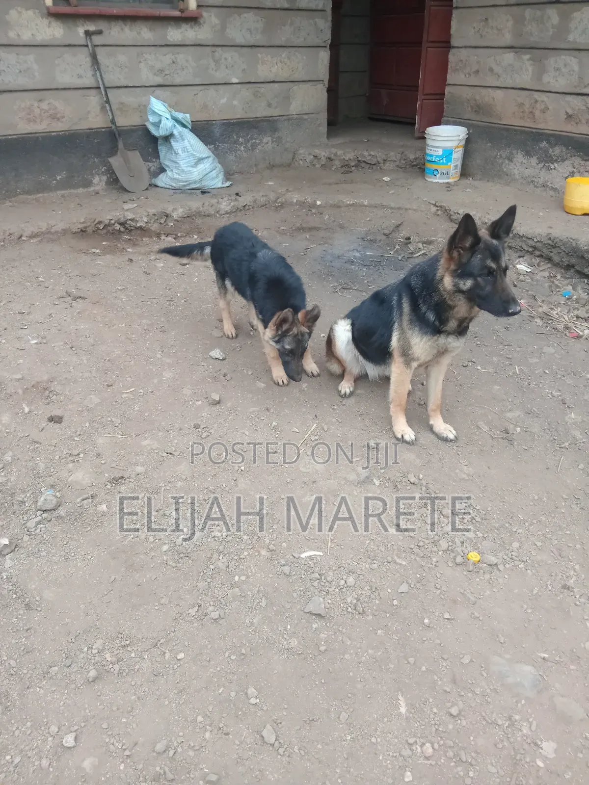 6-12 months Female Purebred German Shepherd