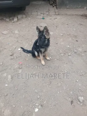 6-12 months Female Purebred German Shepherd
