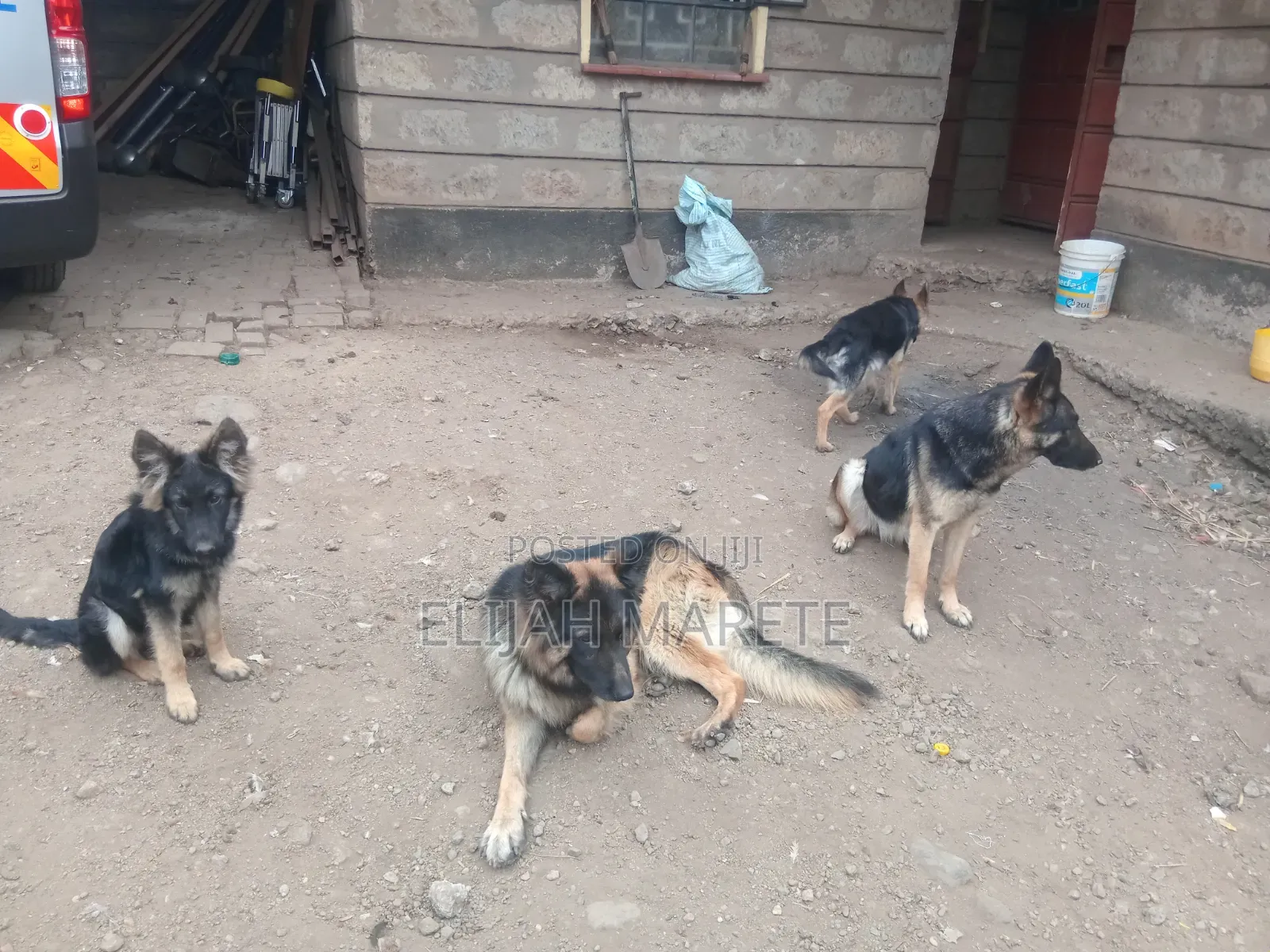 6-12 months Female Purebred German Shepherd
