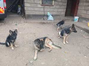6-12 months Female Purebred German Shepherd