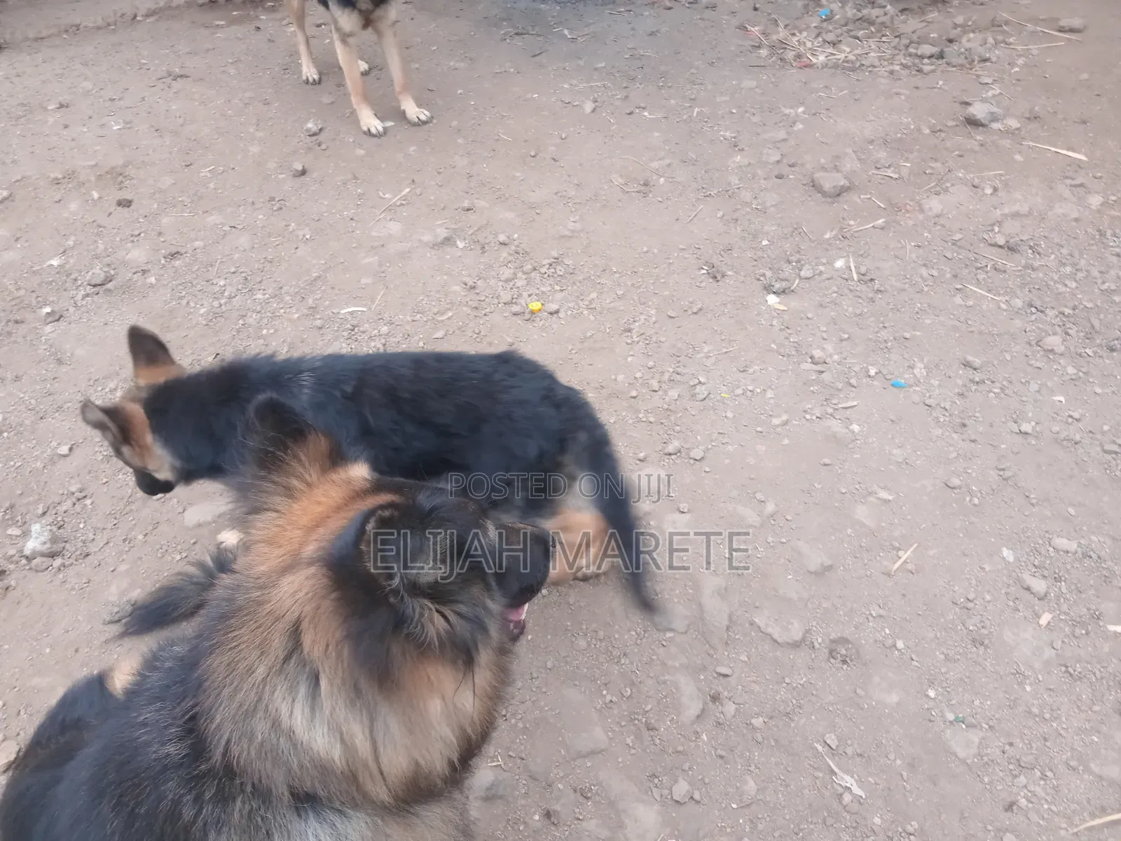 6-12 months Female Purebred German Shepherd