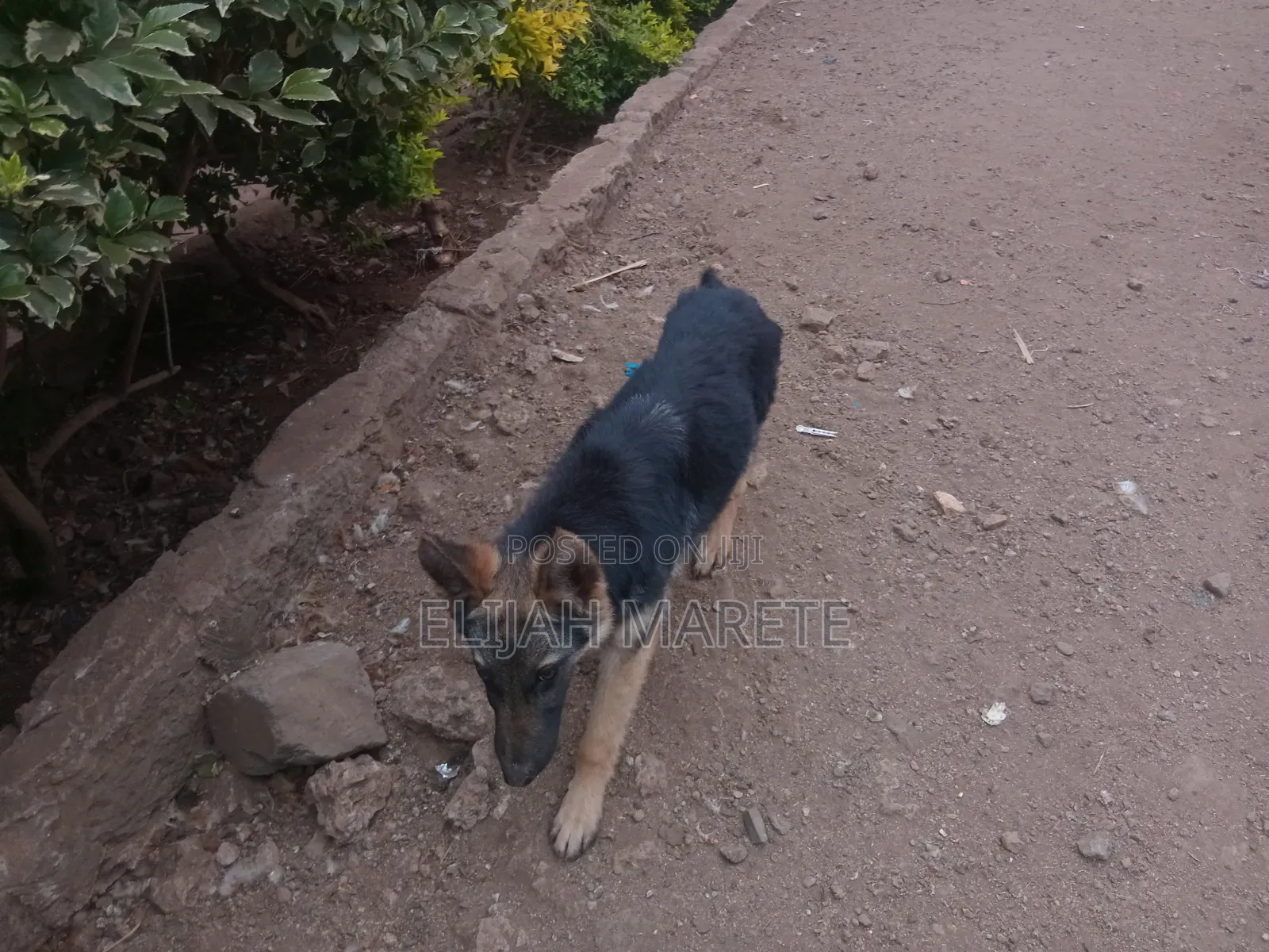 6-12 months Female Purebred German Shepherd
