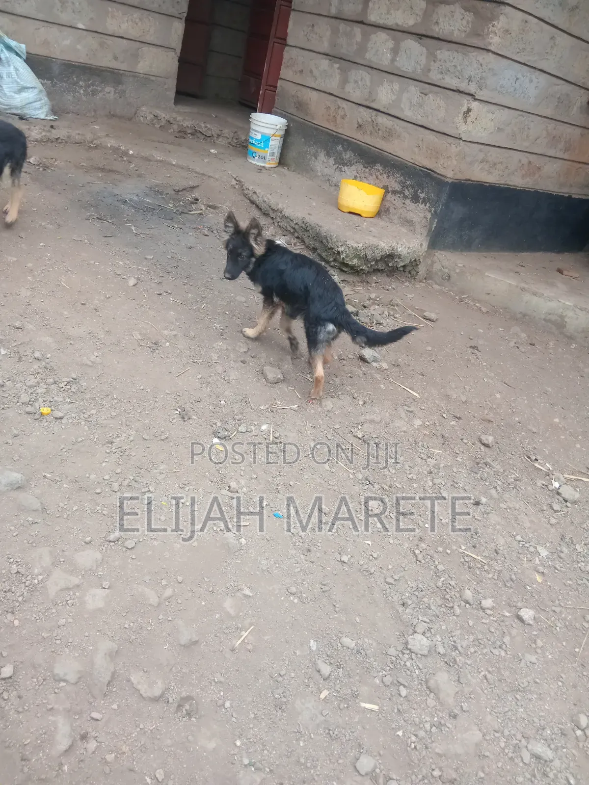 6-12 months Female Purebred German Shepherd