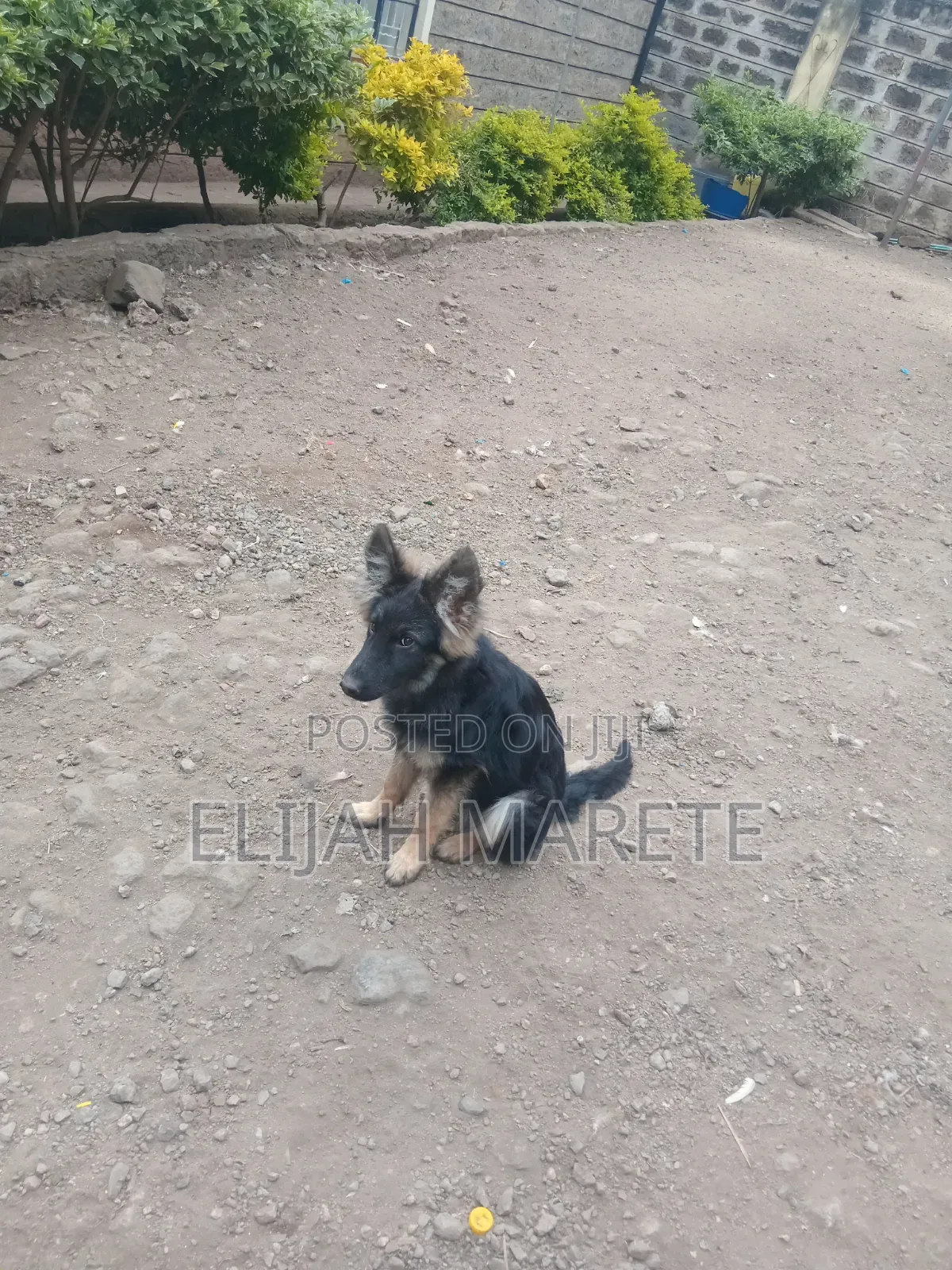 6-12 months Female Purebred German Shepherd