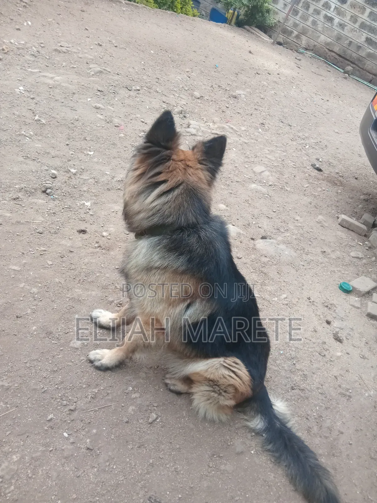 6-12 months Female Purebred German Shepherd