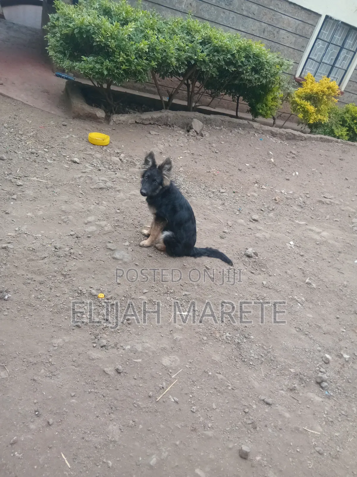 6-12 months Female Purebred German Shepherd