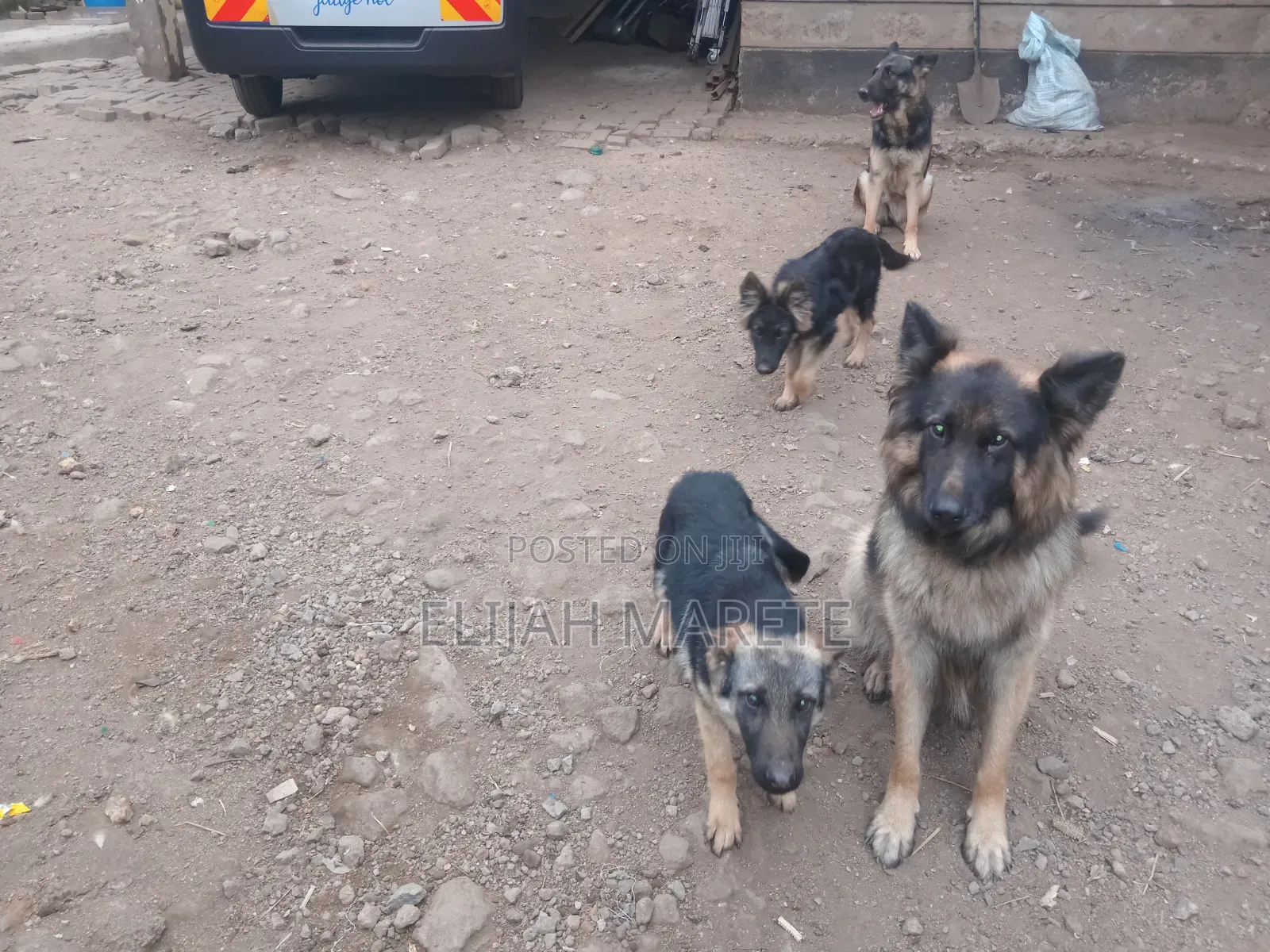 6-12 months Female Purebred German Shepherd