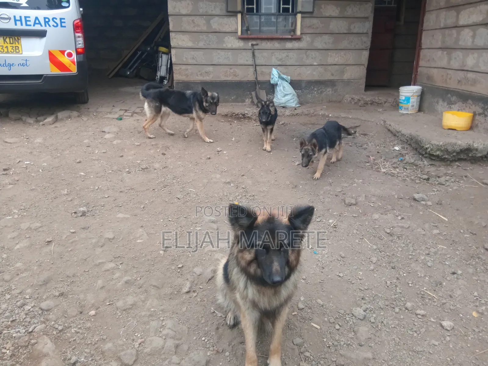 6-12 months Female Purebred German Shepherd