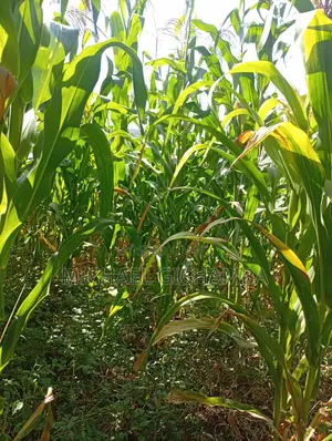 Landfor Sale