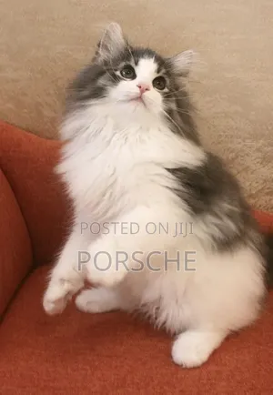 1-3 months Male Purebred Norwegian Forest