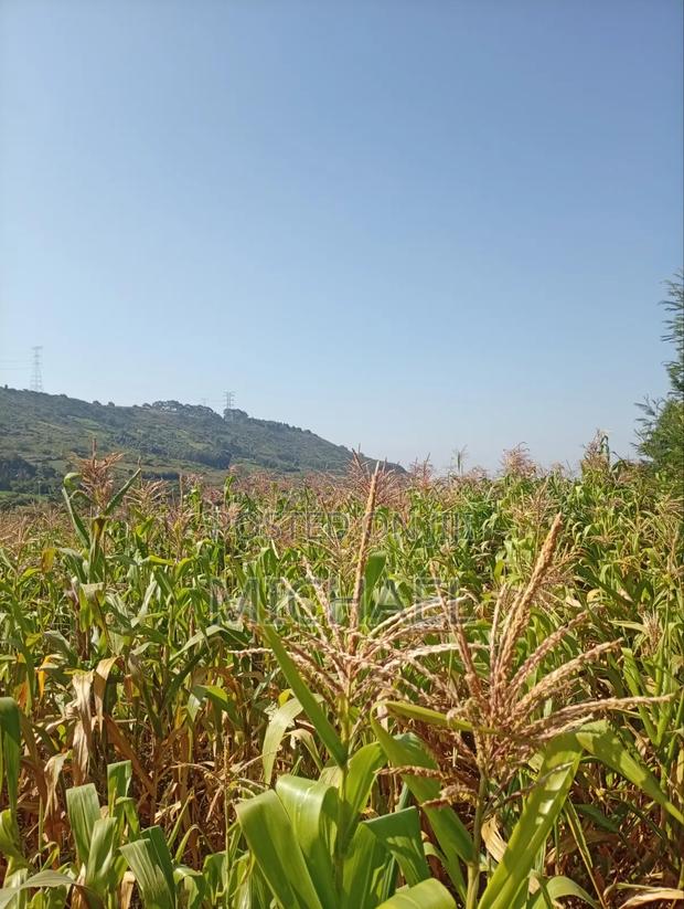 Land for Sale - thumbnail 2