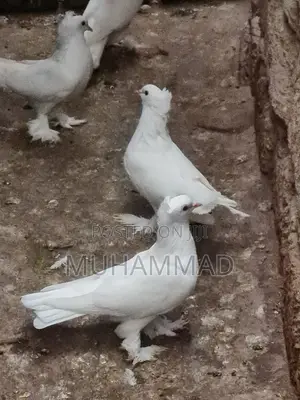 Quality U Can Trust