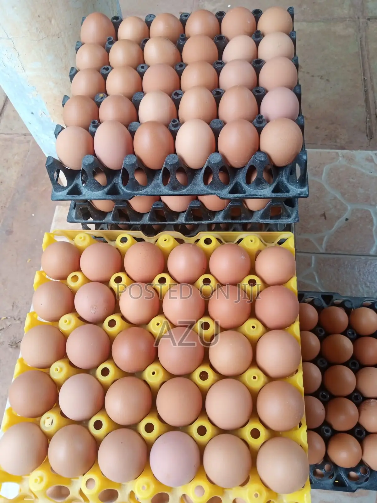 Eggs Available - 400 Trays