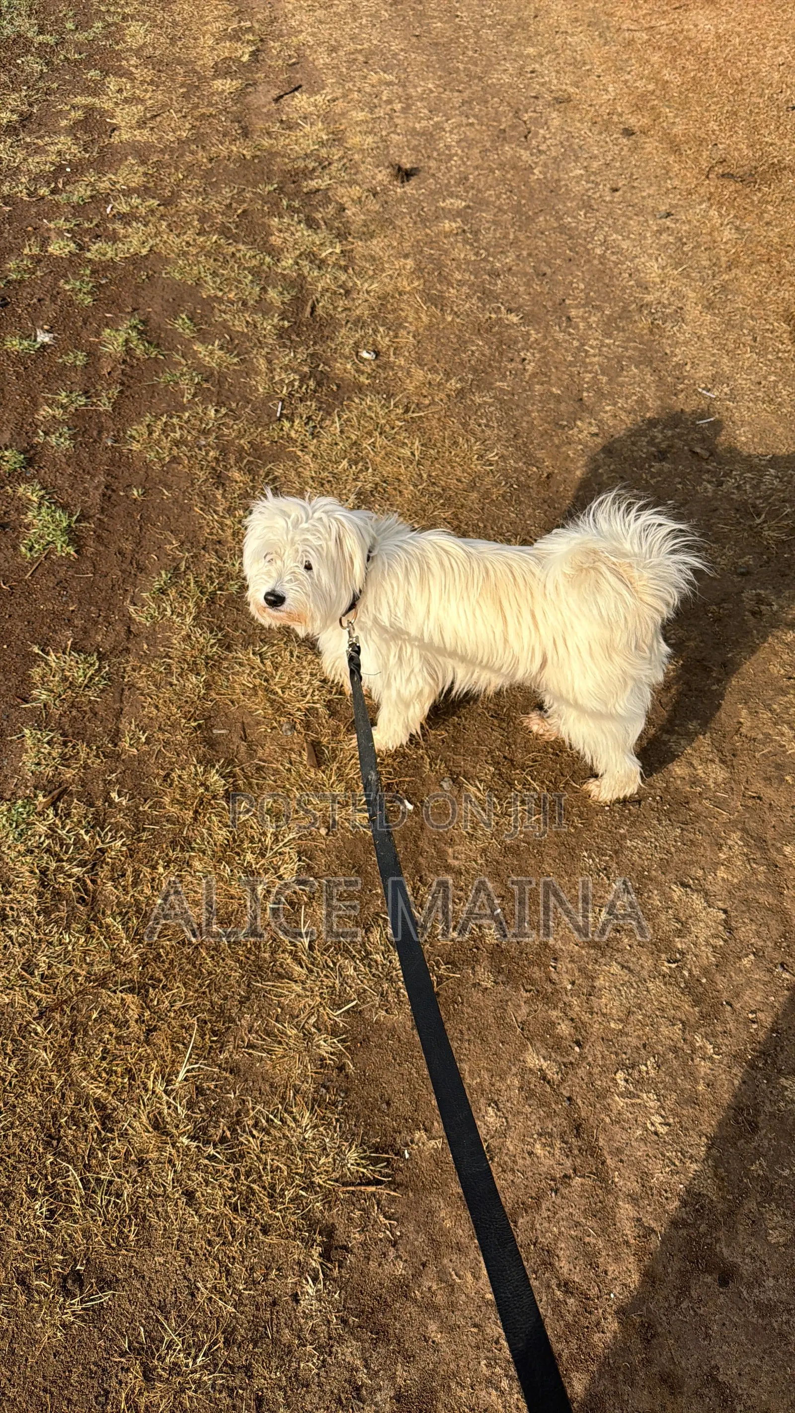 1+ year Male Mixed Breed Maltese