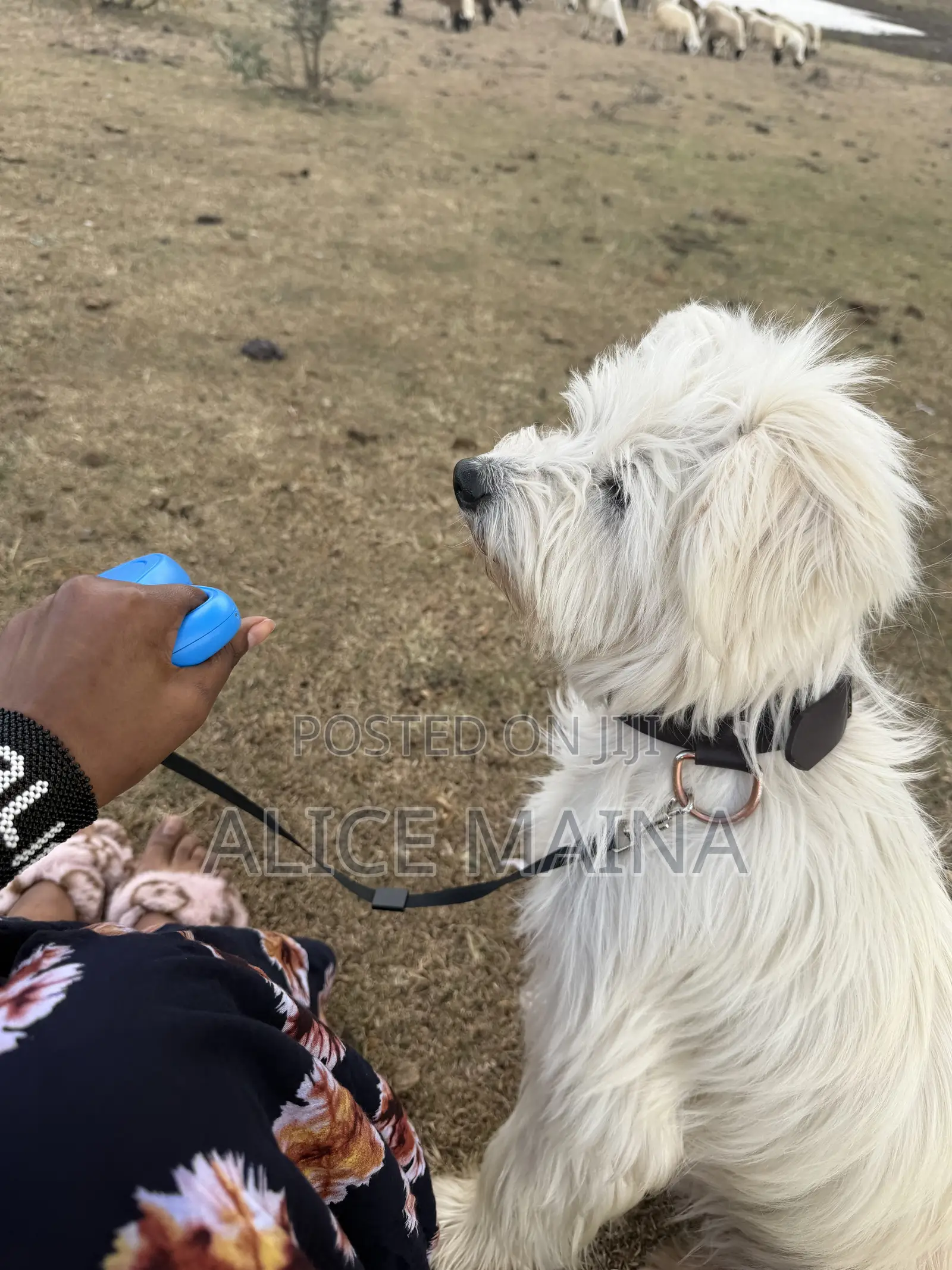 1+ year Male Mixed Breed Maltese