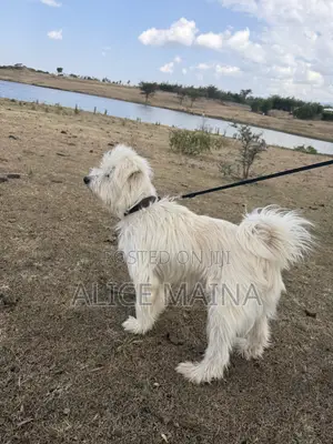 1+ year Male Mixed Breed Maltese