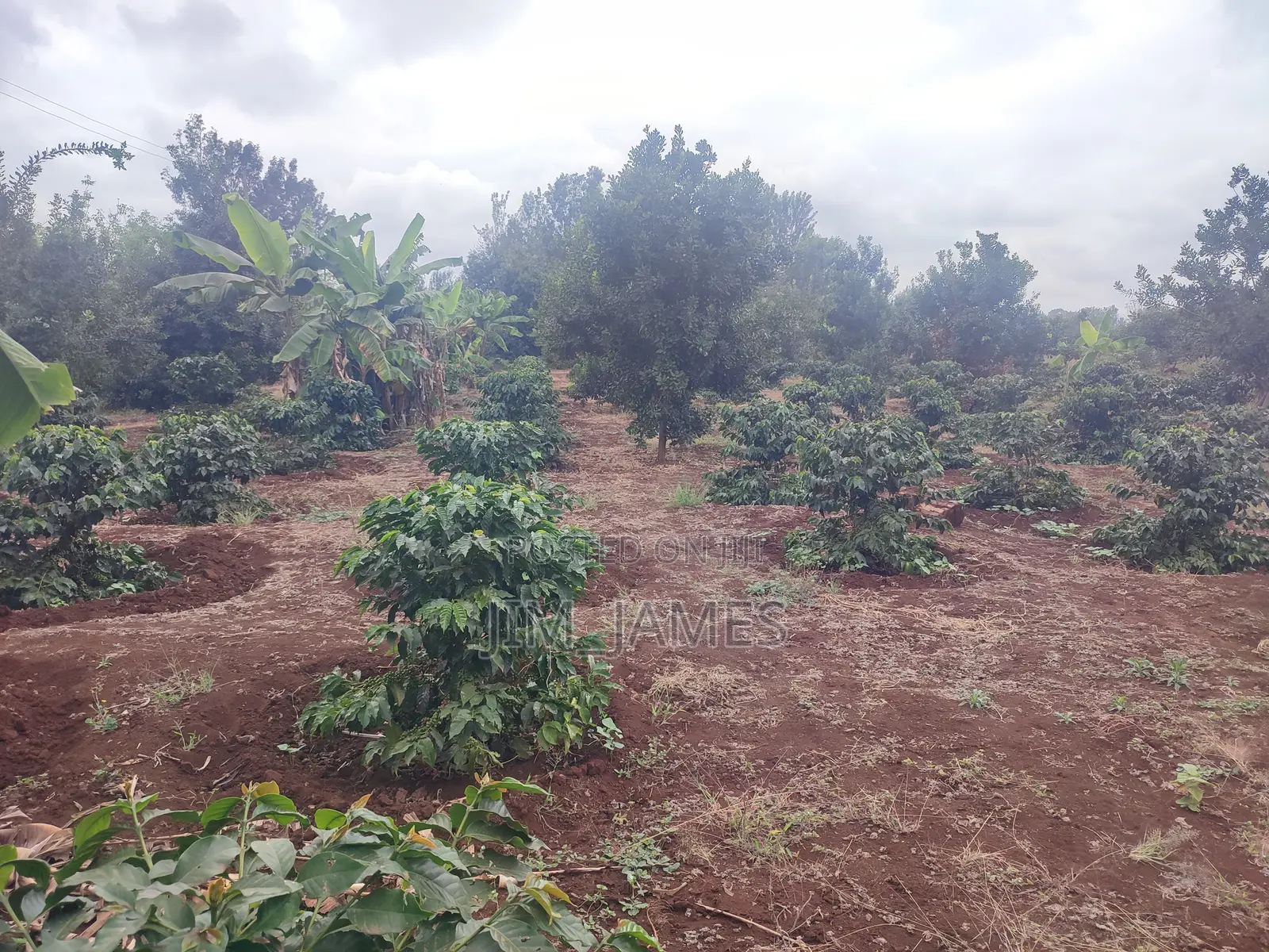 Half Acre (0.5) Kirinyaga/Kiandai