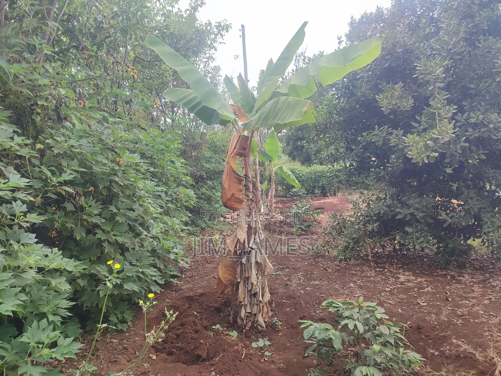 Half Acre (0.5) Kirinyaga/Kiandai