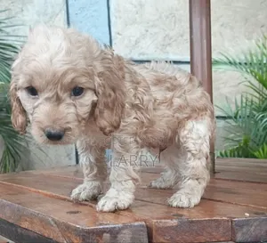 1-3 months Male Purebred Cockapoo