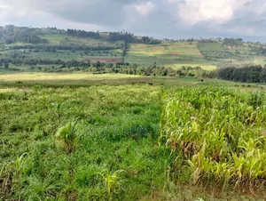 Dundori, Mirangine 64 Acres