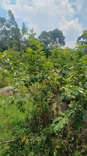2acres Marama Butere