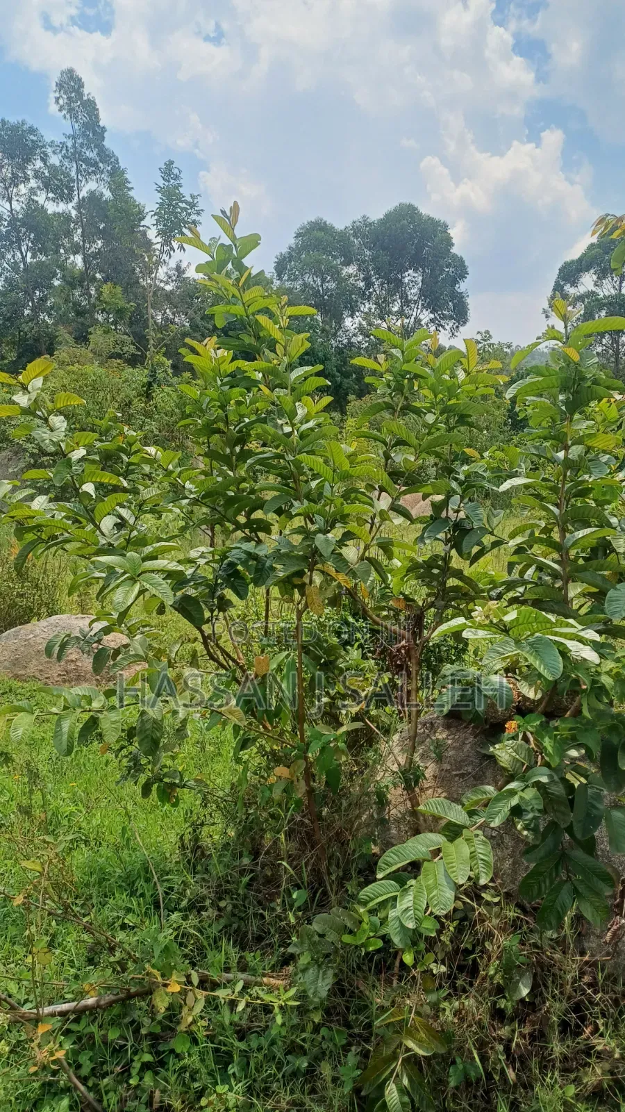 2acres Marama Butere