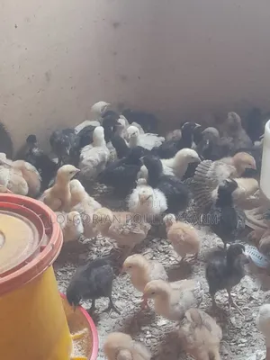 Lolgorian Poultry Farm.