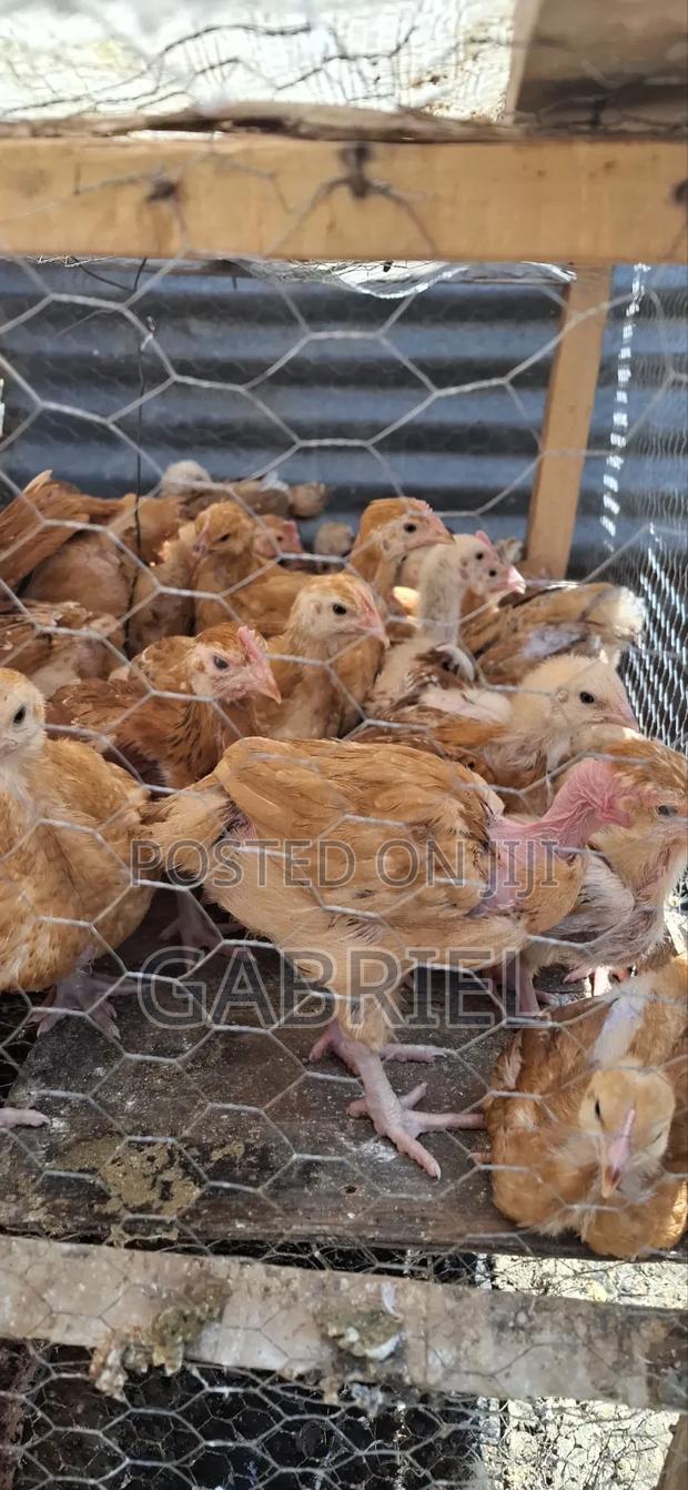Chicks Available in Nakuru - main view