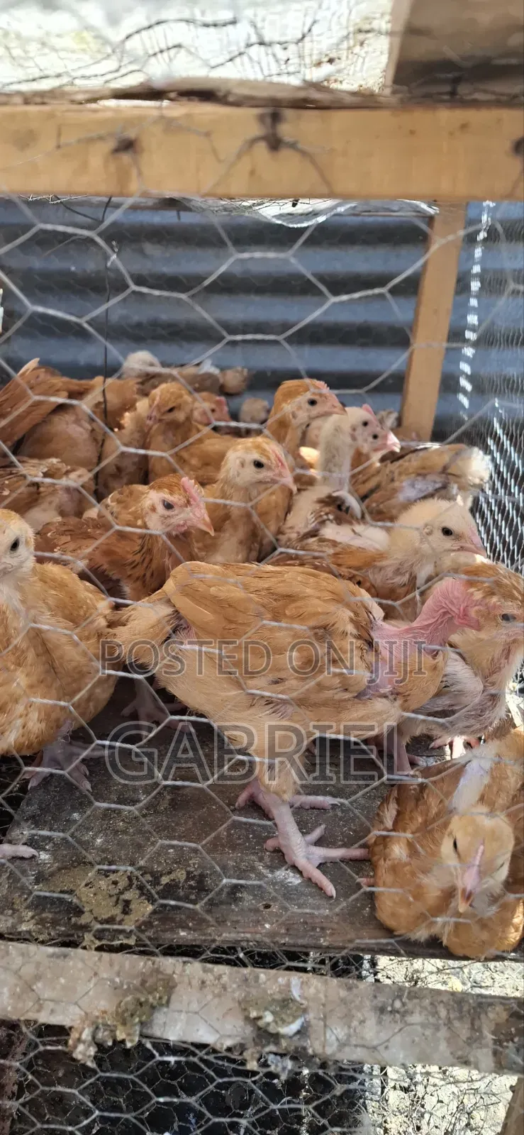 Chicks Available in Nakuru