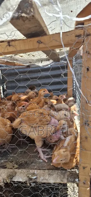 Chicks Available in Nakuru