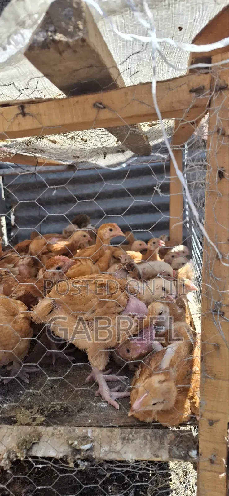 Chicks Available in Nakuru