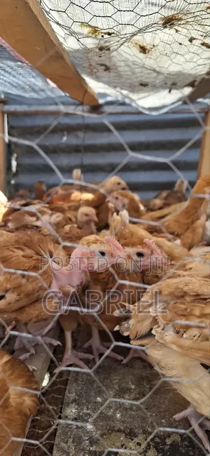 Chicks Available in Nakuru