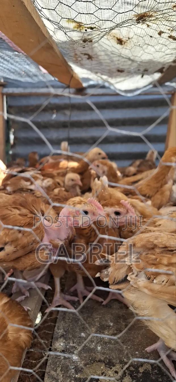 Chicks Available in Nakuru - thumbnail 3