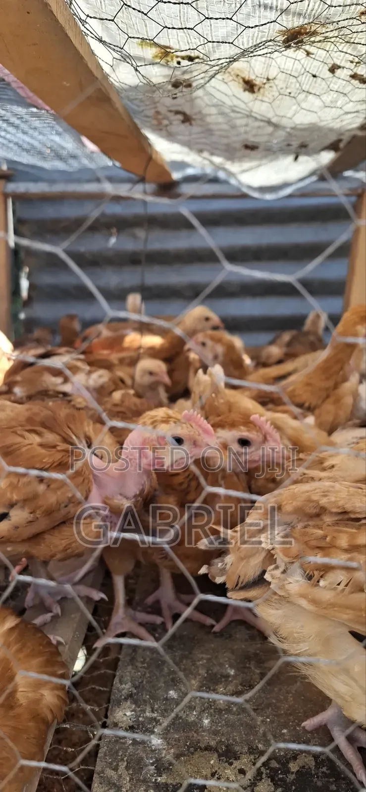 Chicks Available in Nakuru