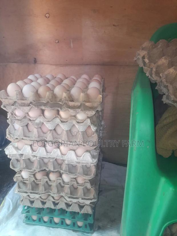 Lolgorian Poultry Farm. - thumbnail 2