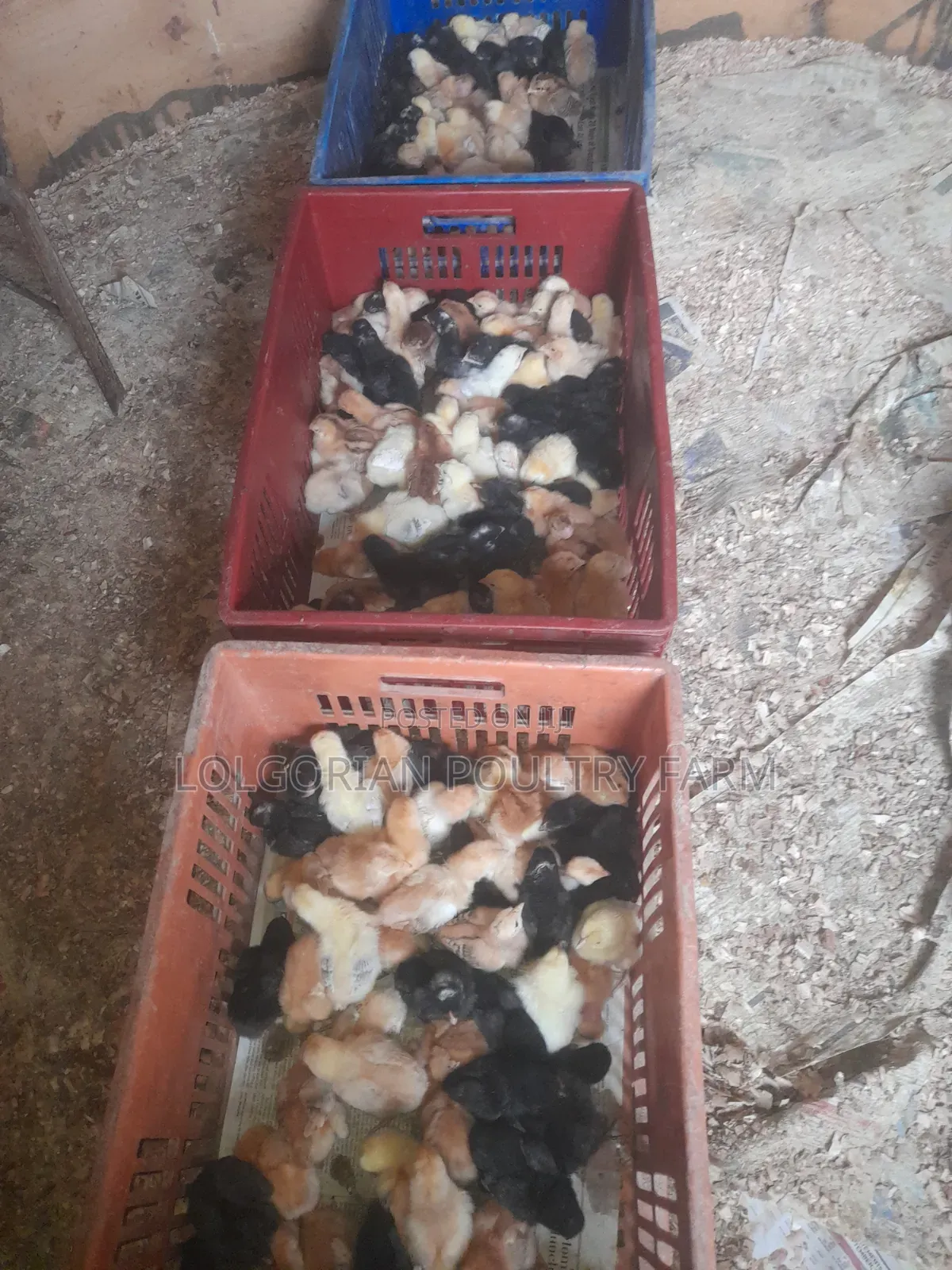 Lolgorian Poultry Farm.