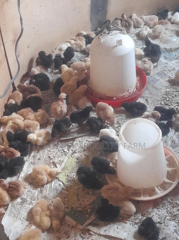 Lolgorian Poultry Farm. - thumbnail 4