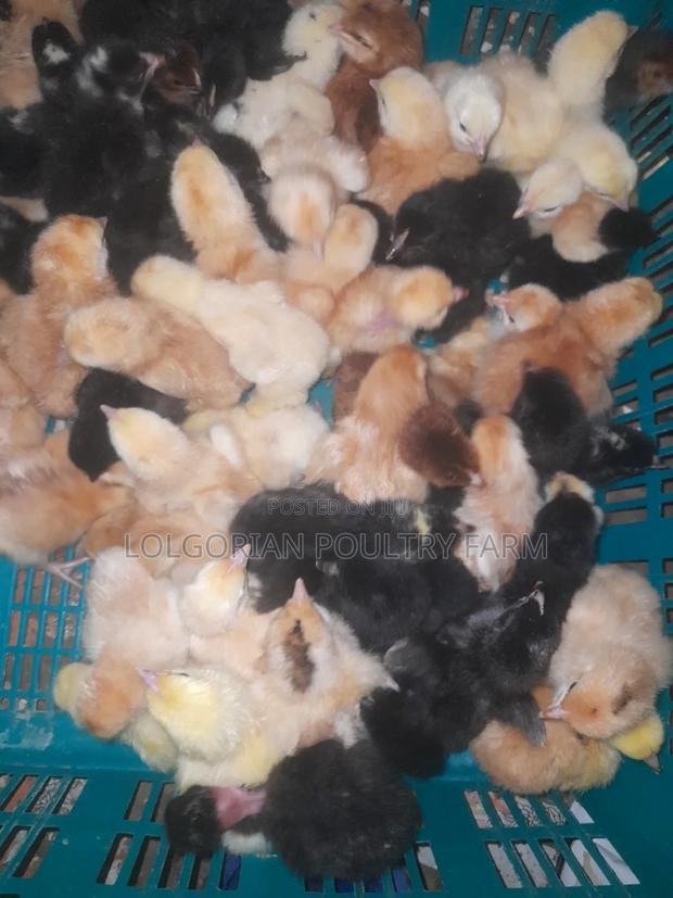 Lolgorian Poultry Farm. - thumbnail 5