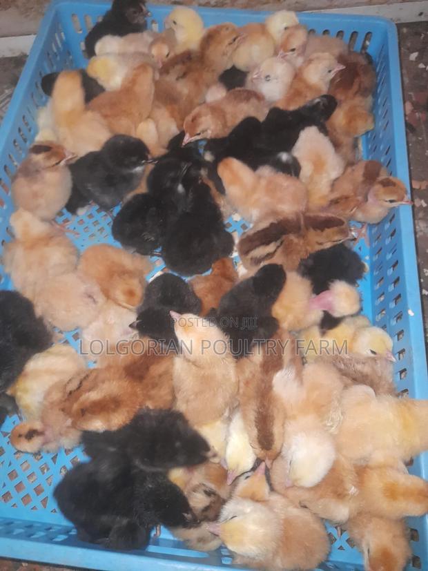 Lolgorian Poultry Farm. - thumbnail 6