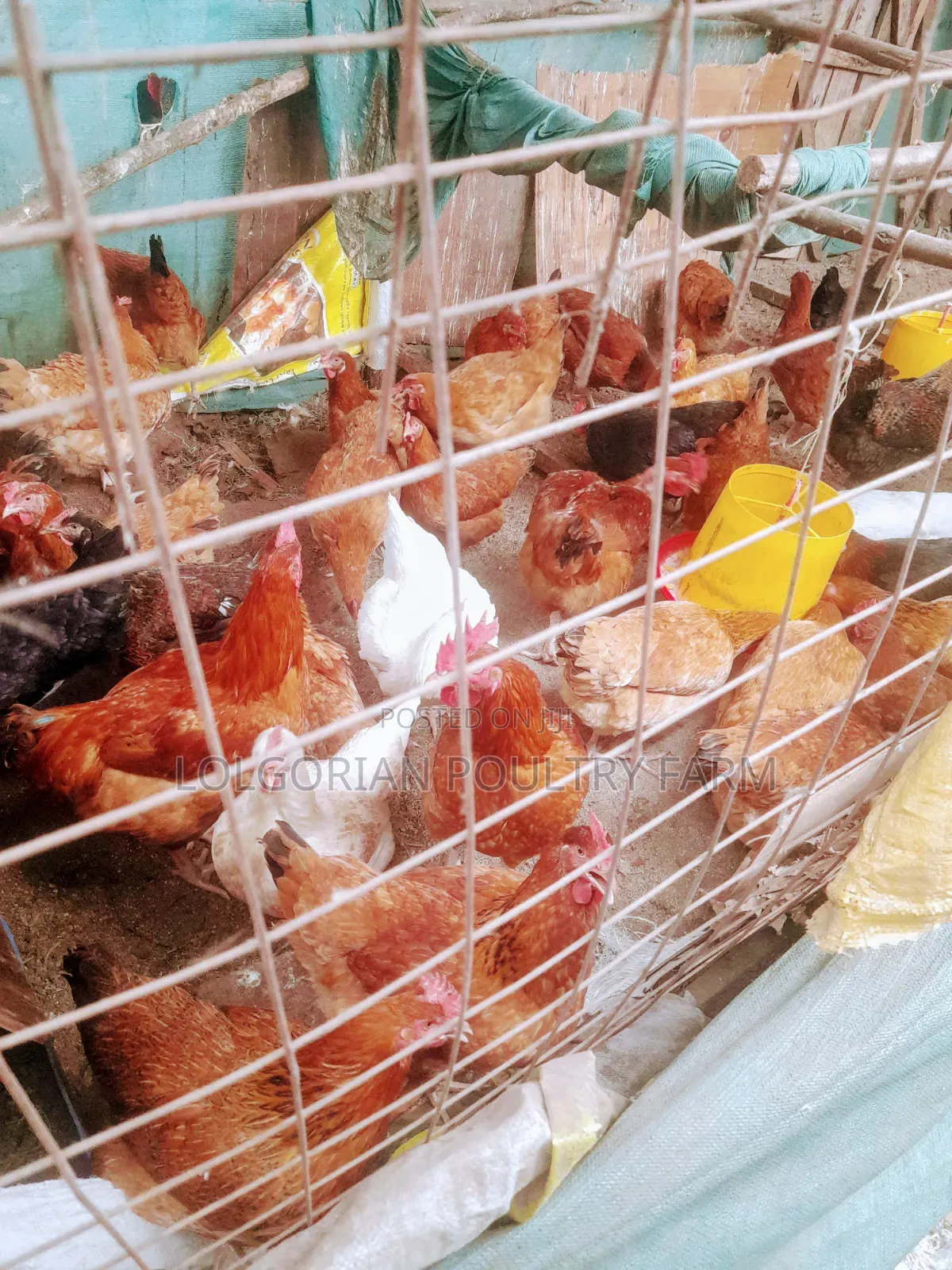 Lolgorian Poultry Farm.