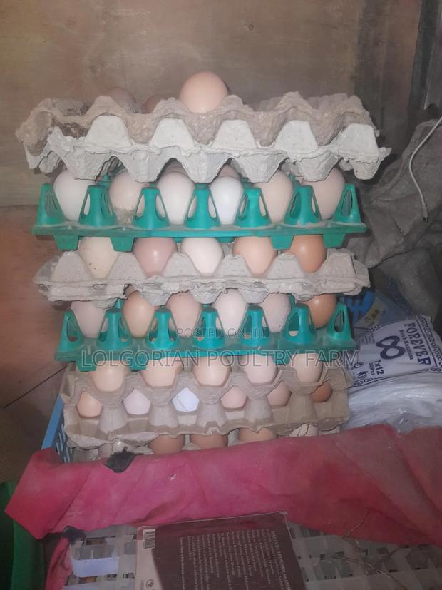 Lolgorian Poultry Farm. - thumbnail 10